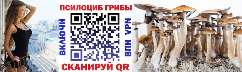 mega маркетплейс  Павловский Посад  Псилоцибиновые грибы Cubensis 